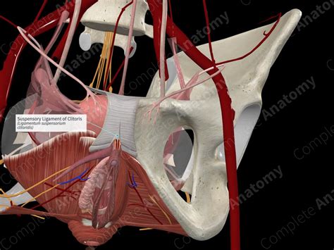 glans clitorus|The Clitoris: Anatomy and 3D Illustrations .